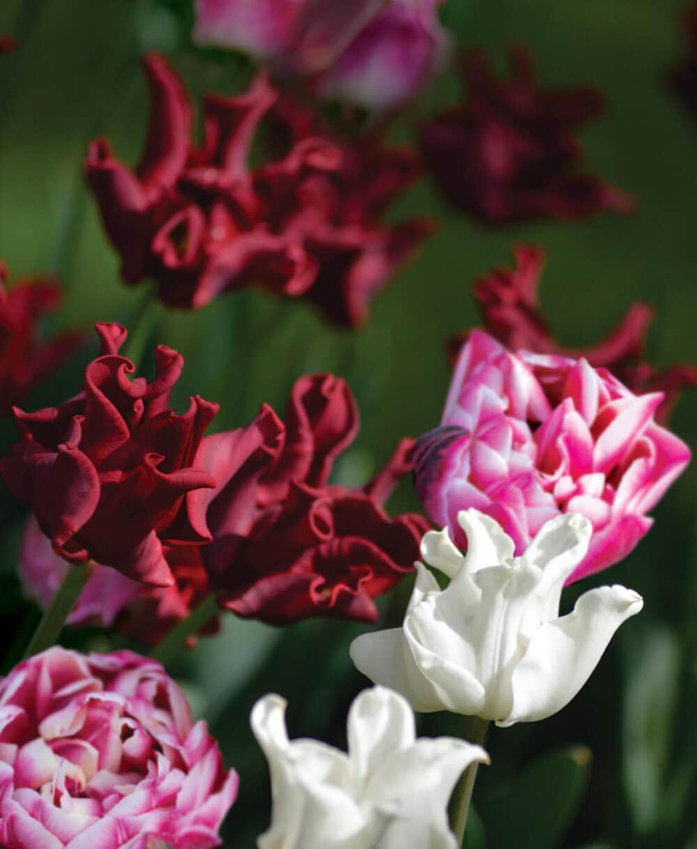 Alternative view of Lovely Match Paradise Beauties