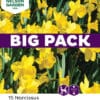 Big Pack Påsklilja Carlton