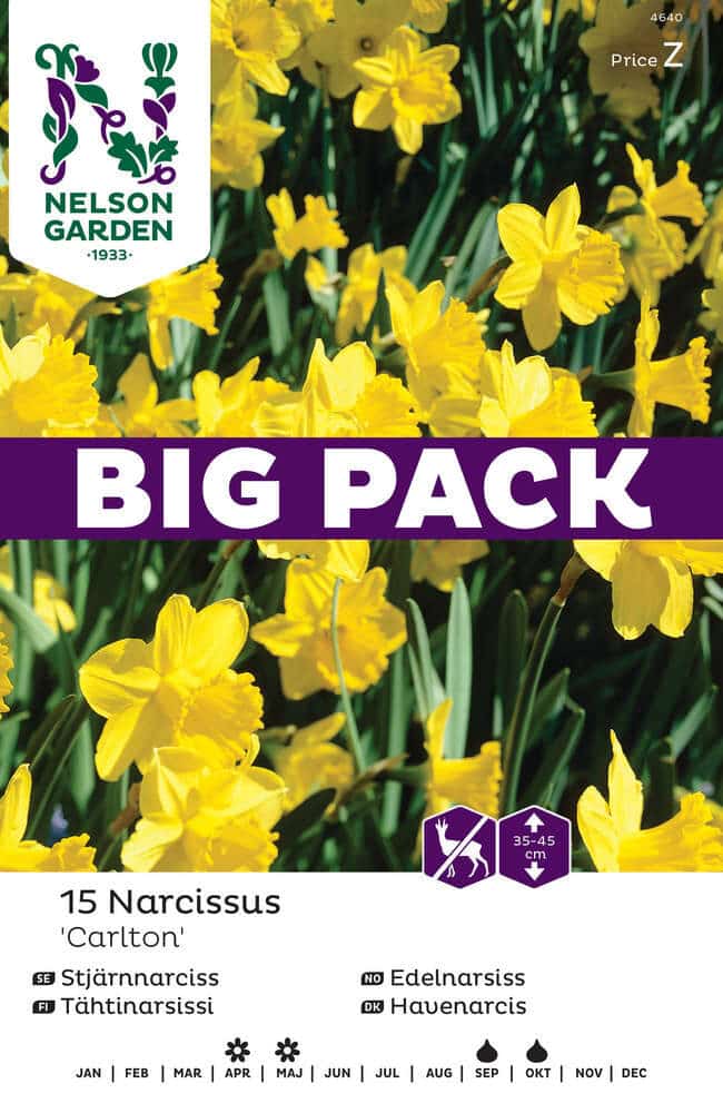 Big Pack Påsklilja Carlton