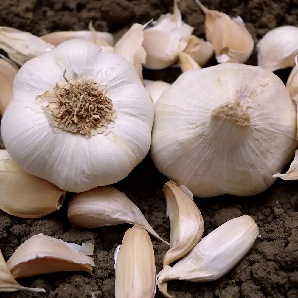 Alternative view of Vitlök Messidor