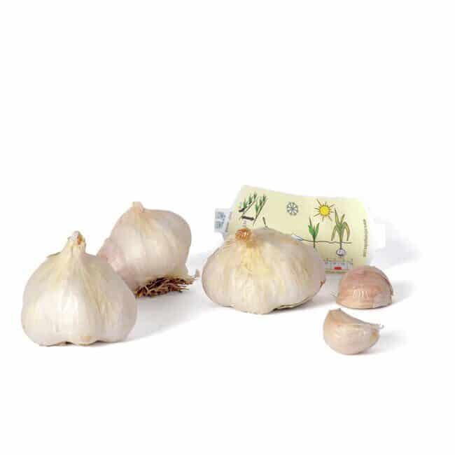 Vitlök 3-pack