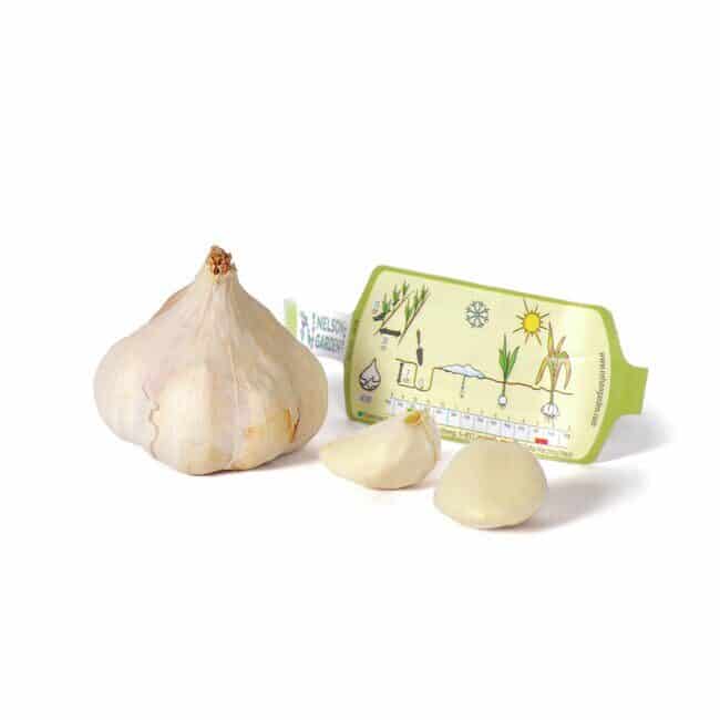 Vitlök Ekologisk Messidrome