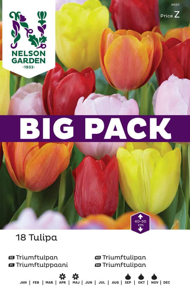 Big Pack Tulpan Triumf Bl Färg