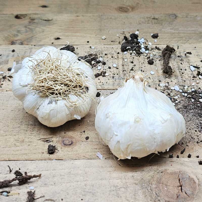 Alternative view of Vitlök Aulxito