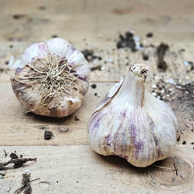 Alternative view of Vitlök Germidour