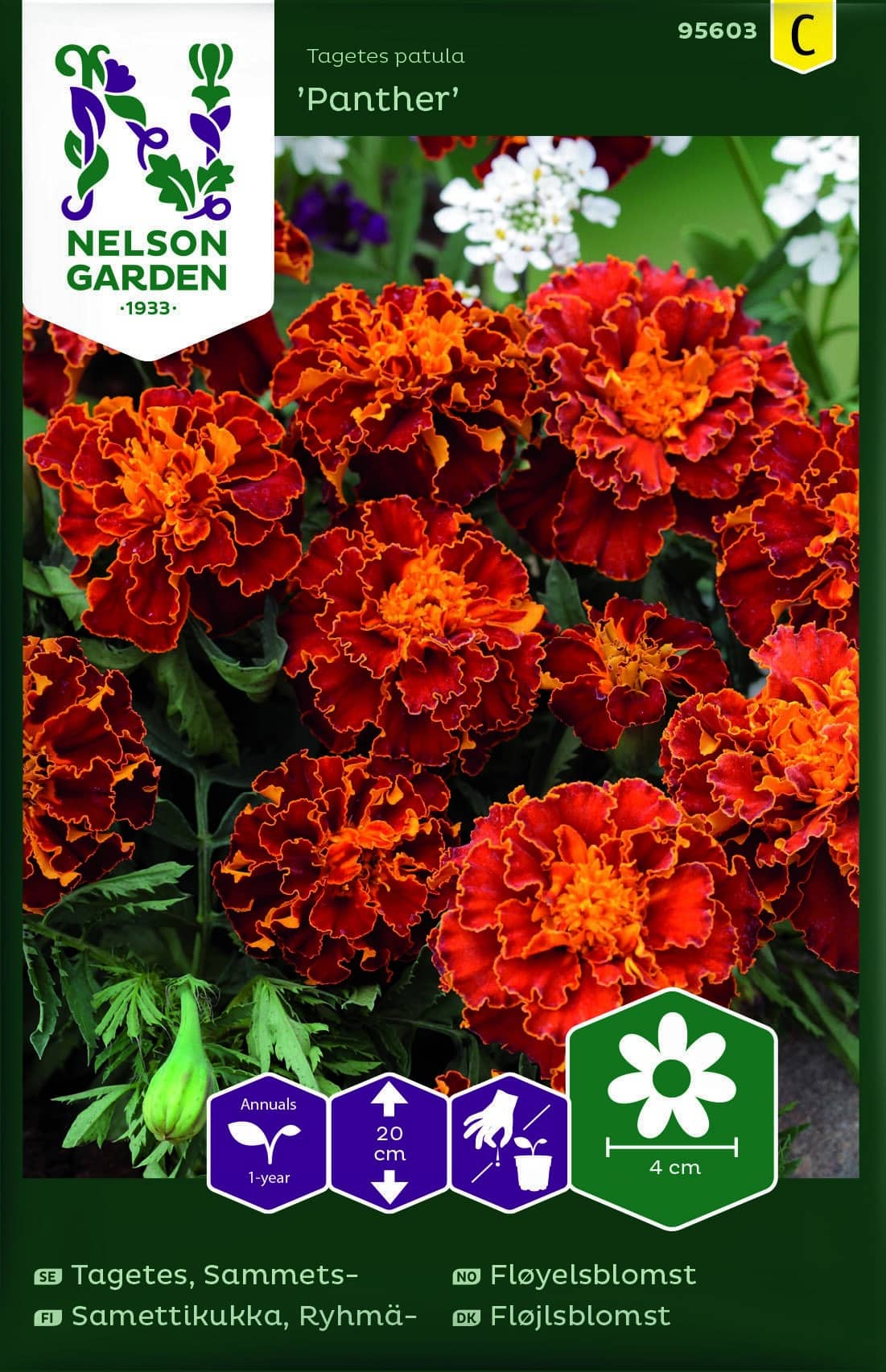 Tagetes, Sammets, Panther