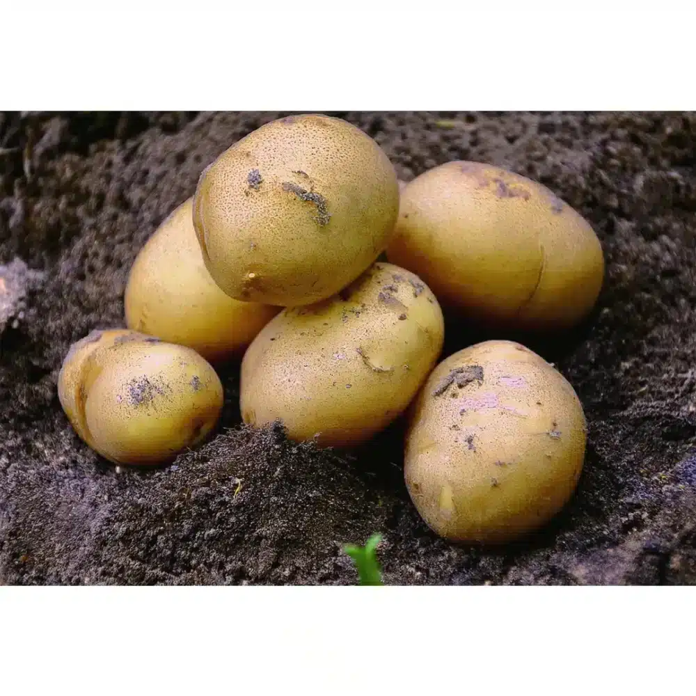 Sättpotatis Jaerla 2kg