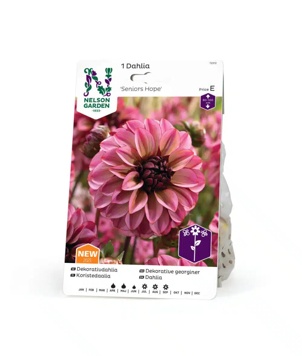 Dahlia, Seniors Hope