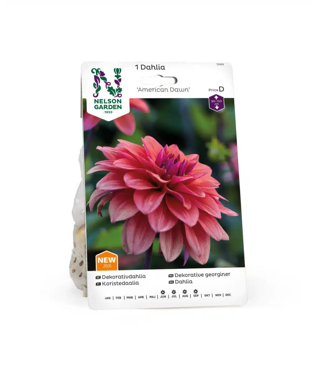Dahlia, American Dawn