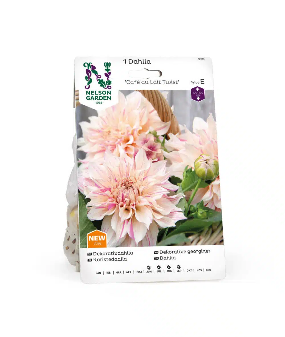 Dahlia, Cafe au Lait Twist