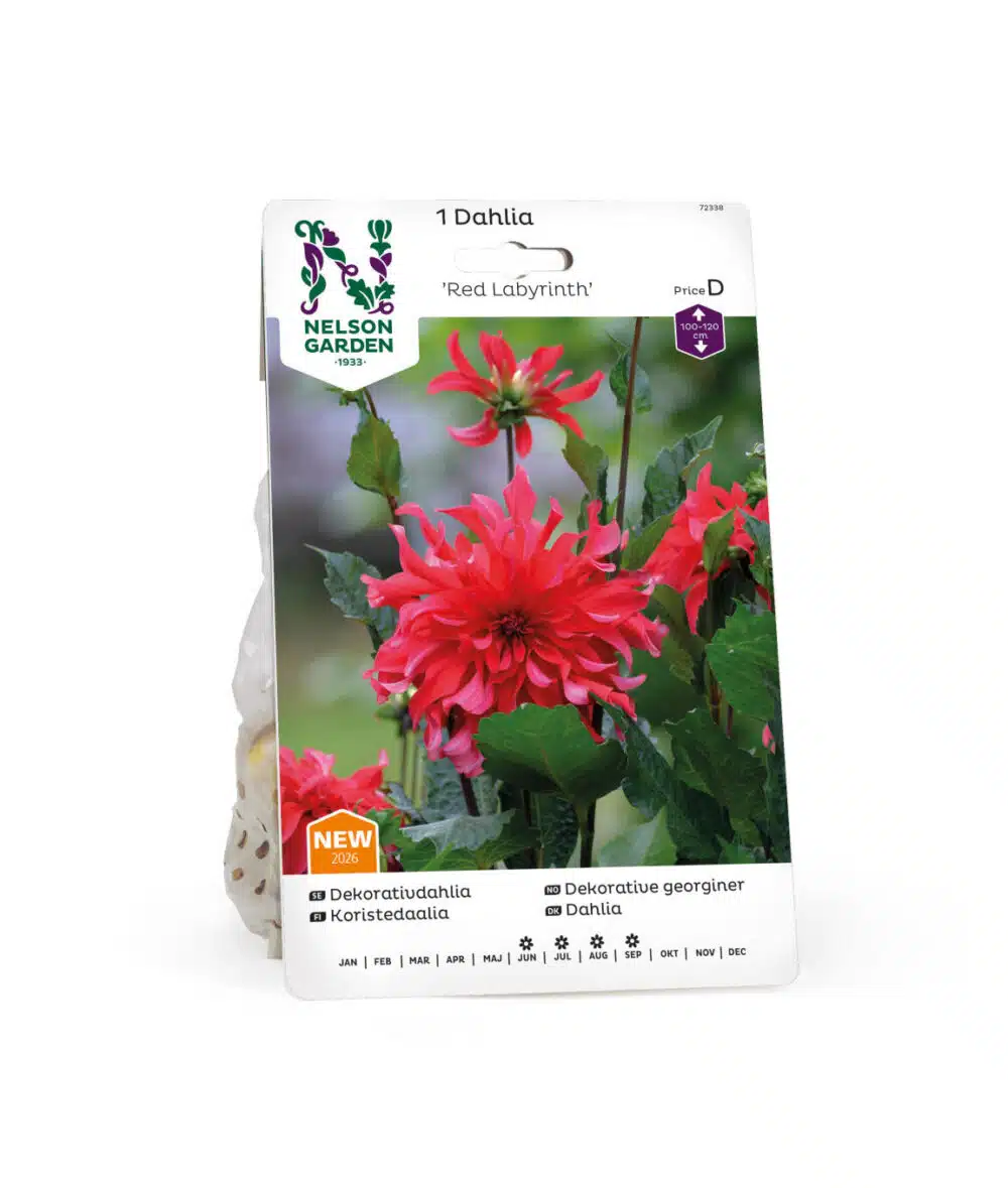 Dahlia, Red Labyrinth