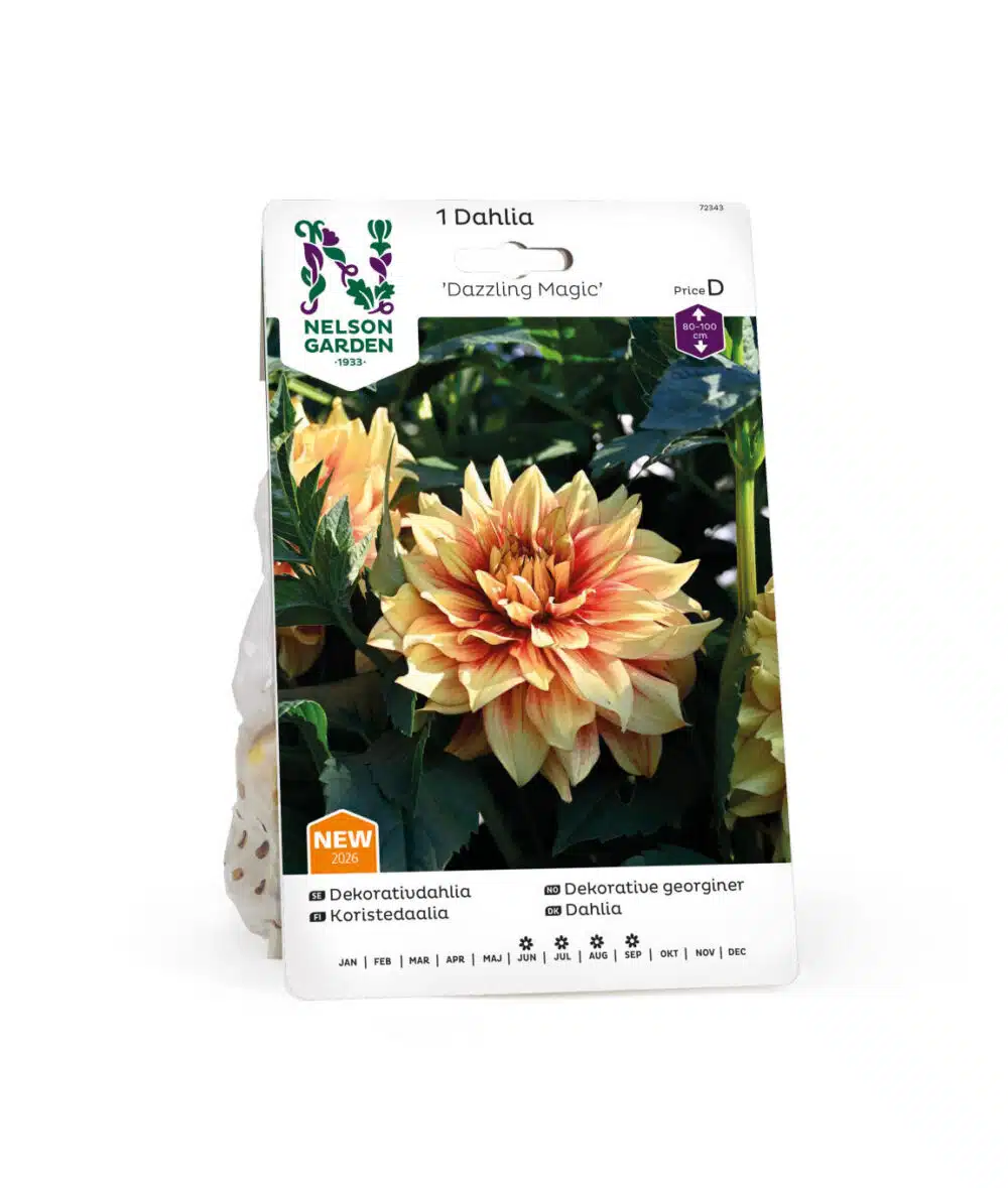 Dahlia, Dazzling Magic