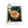 Dahlia, Dazzling Magic
