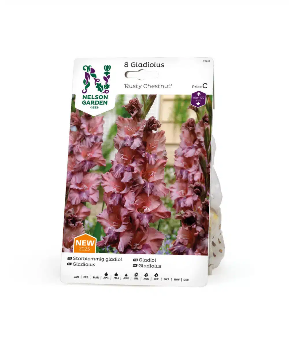 Gladiolus, Rusty Chestnut