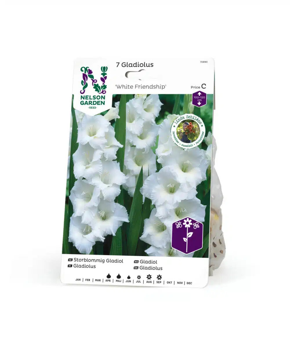 Gladiolus, White Friendship