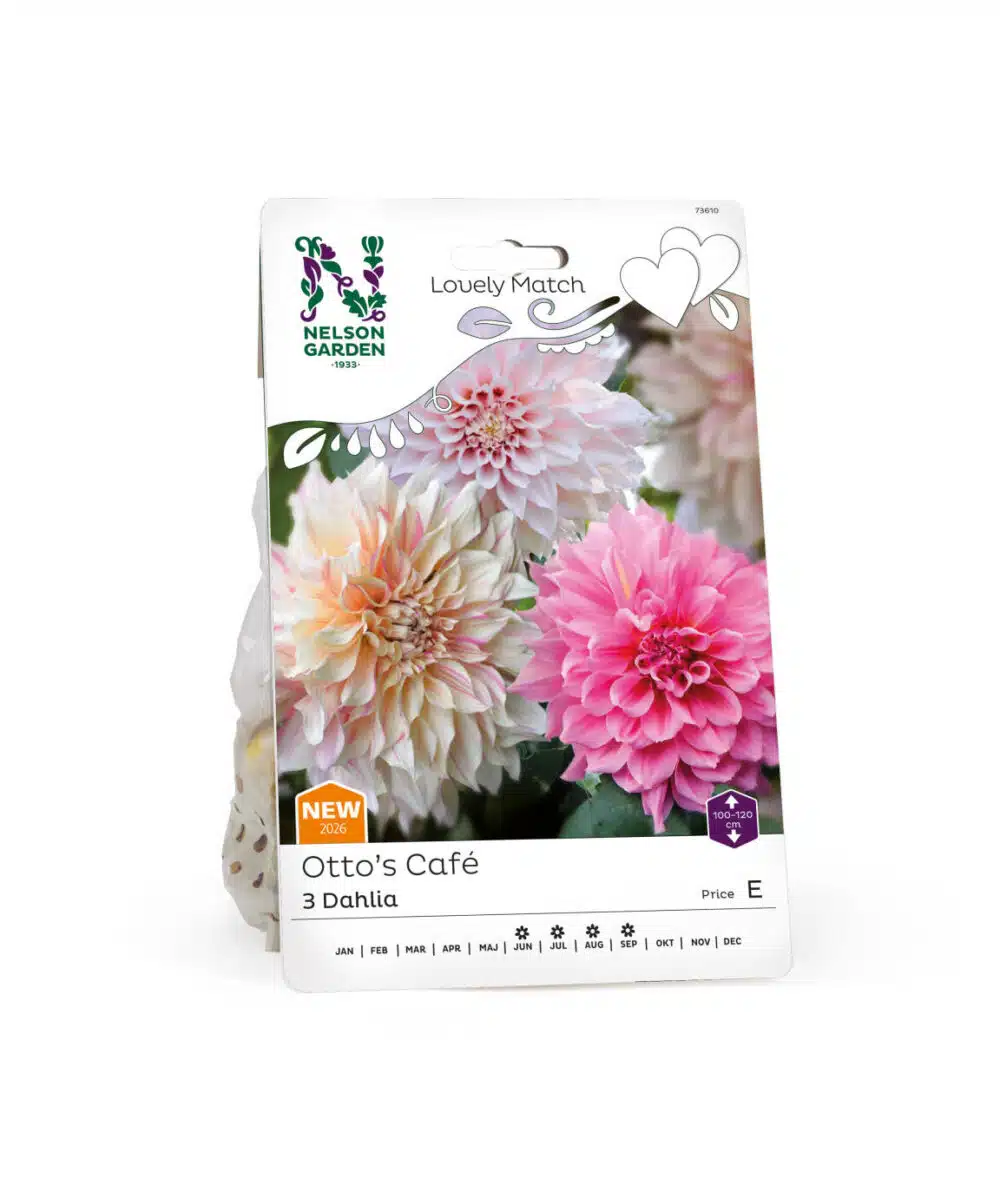 Dahlia, LM Otto's Cafe