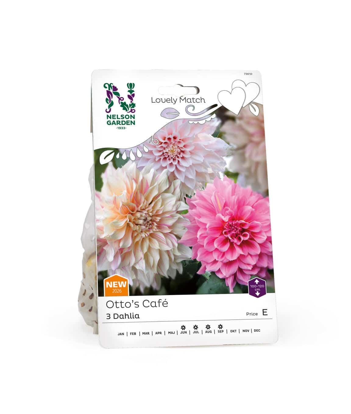 Dahlia, LM Otto's Cafe